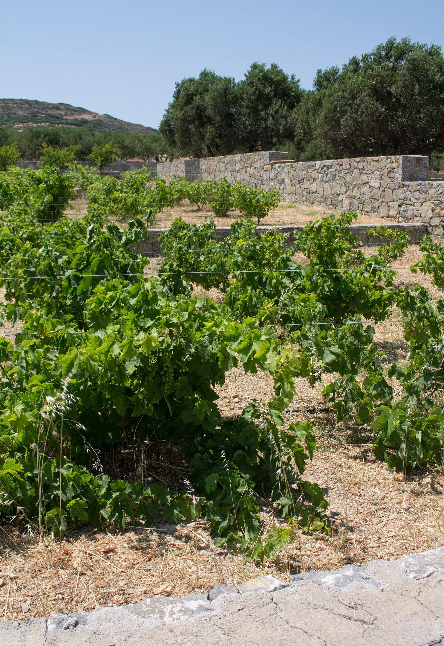 Esperides Stone Houses - 11