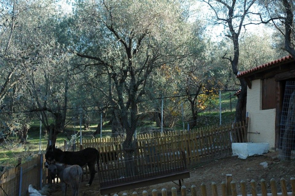 Gera's Olive Grove (Elaionas Tis Geras) - 7