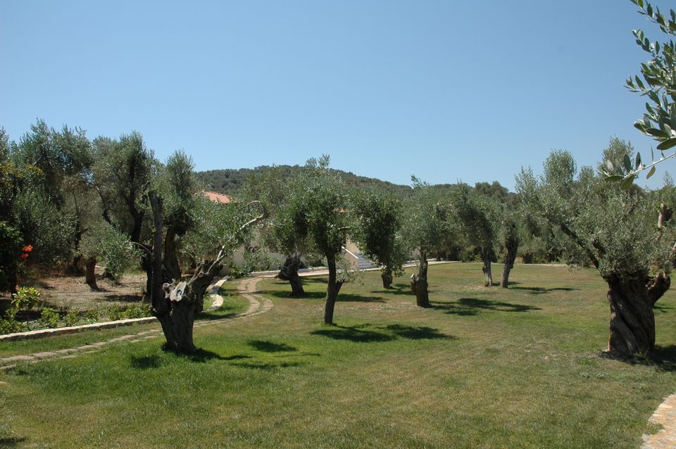 Gera's Olive Grove (Elaionas Tis Geras) - 8