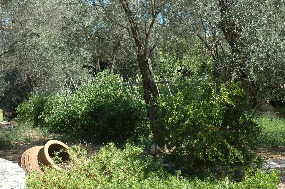 Gera's Olive Grove (Elaionas Tis Geras) - 22