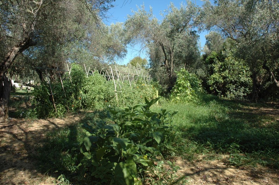 Gera's Olive Grove (Elaionas Tis Geras) - 23