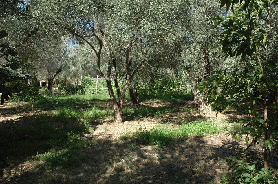 Gera's Olive Grove (Elaionas Tis Geras) - 24