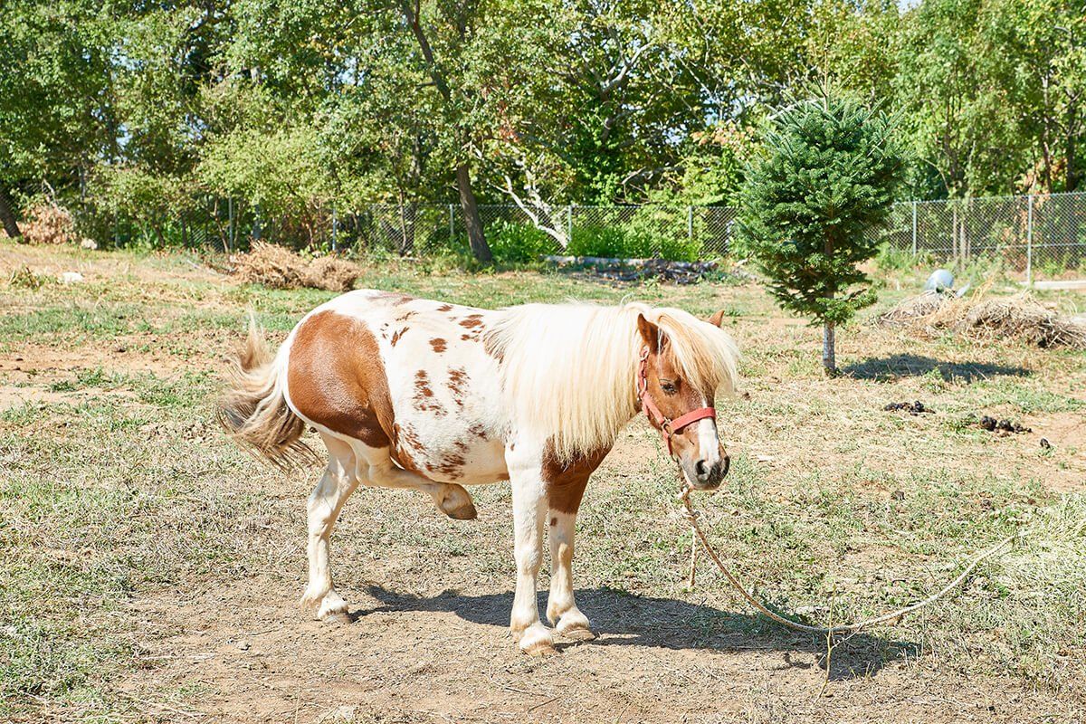 Karaiskos Farm - 10