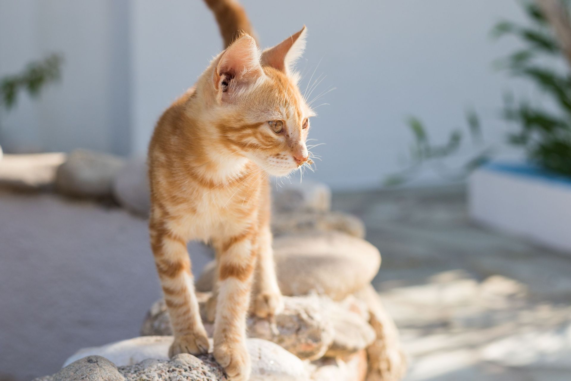 Summer Breeze Karpathos - 19